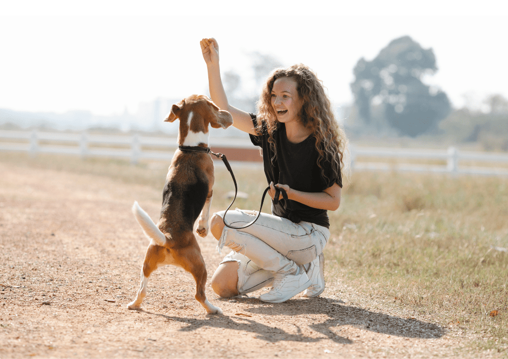 como ensinar 5 Comandos básicos para cães