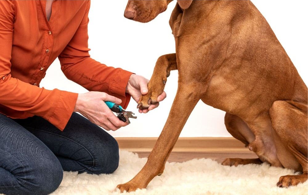 Como cortar a unha do cachorro