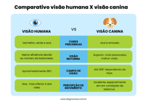 Comparação dos olhos humanos x olhos dos cães
