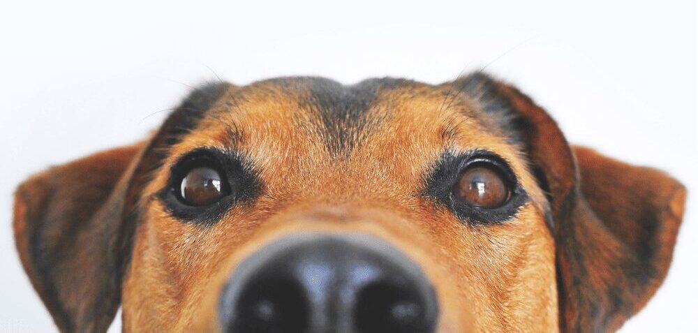 Capa - Os cães podem ver as cores