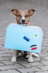 viajar com cachorro o que levar na mala
