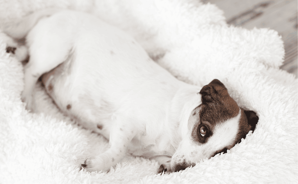 Gravidez Pisicológica