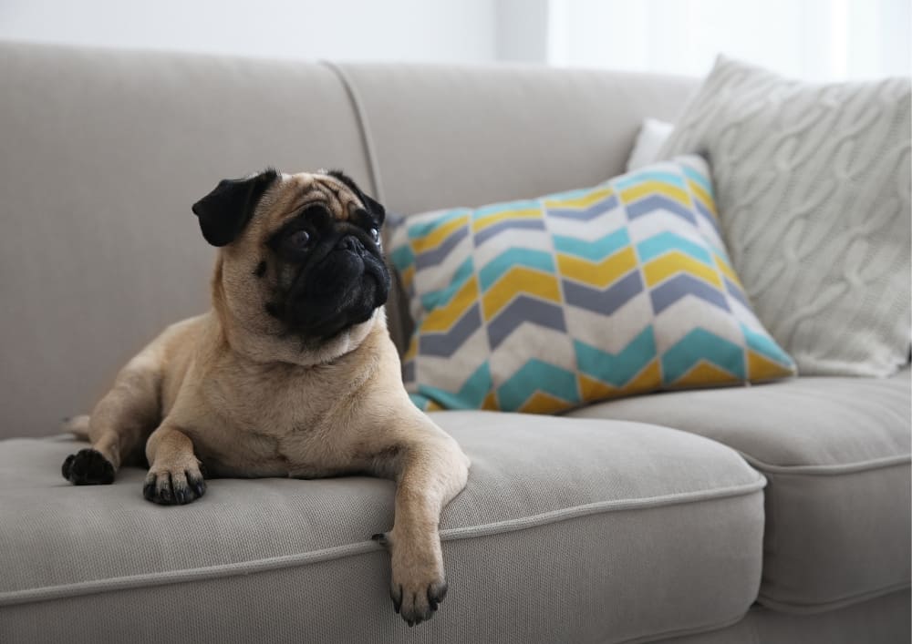 Cachorro para aparatamento