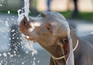 Cachorro bebendo água 