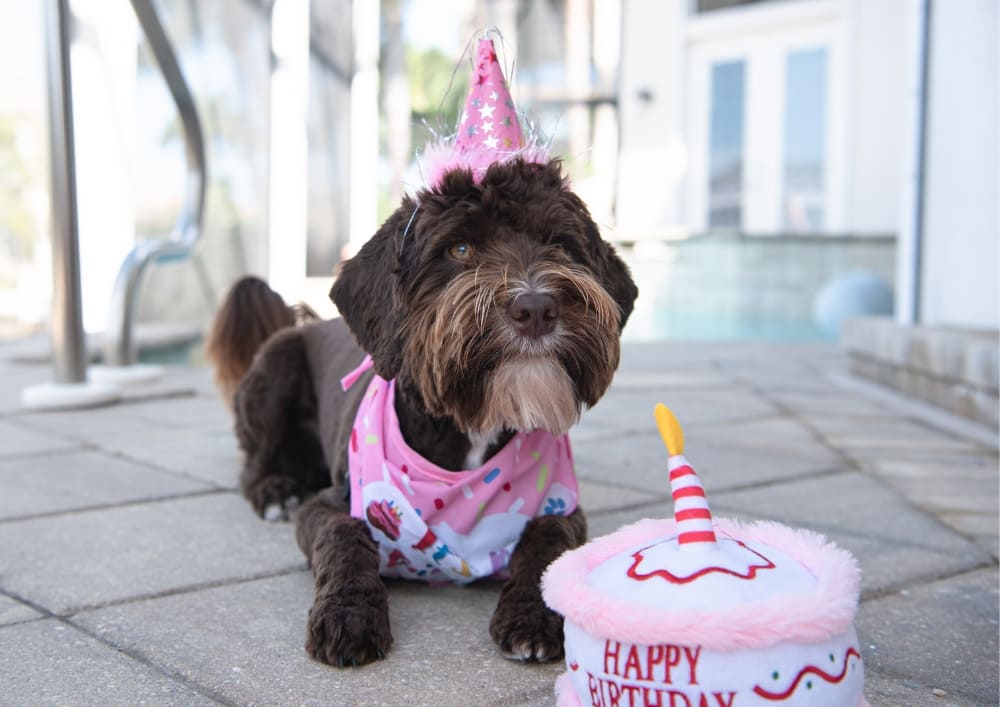 cachorro aniversário