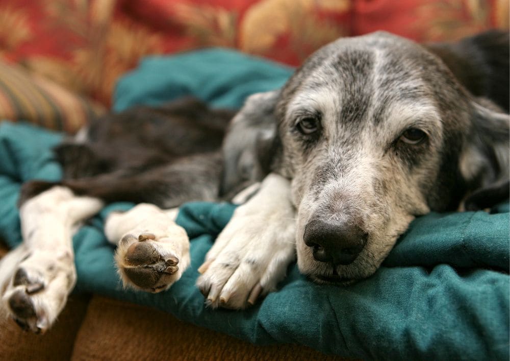 Tabela idade dos cães