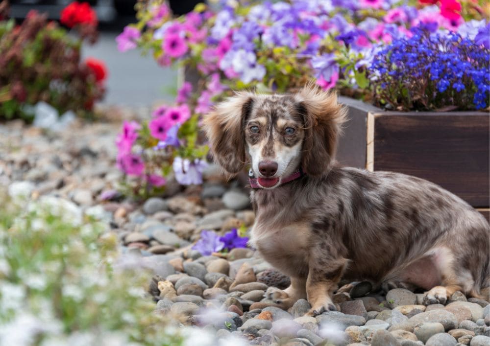 plantas perigosas para caes
