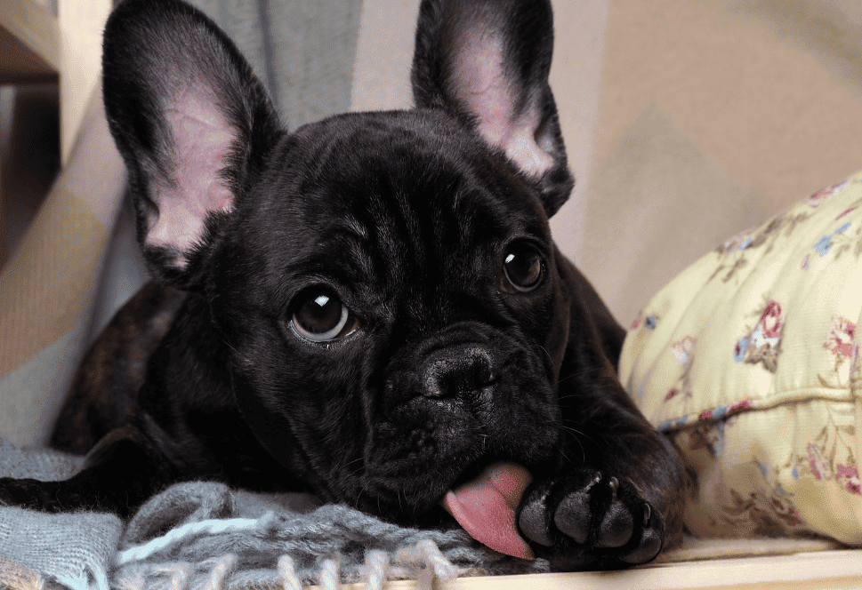 Porque os cachorros lambem as patas capa